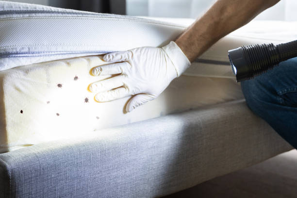 Best Residential Pest Control  in St Peter, MN