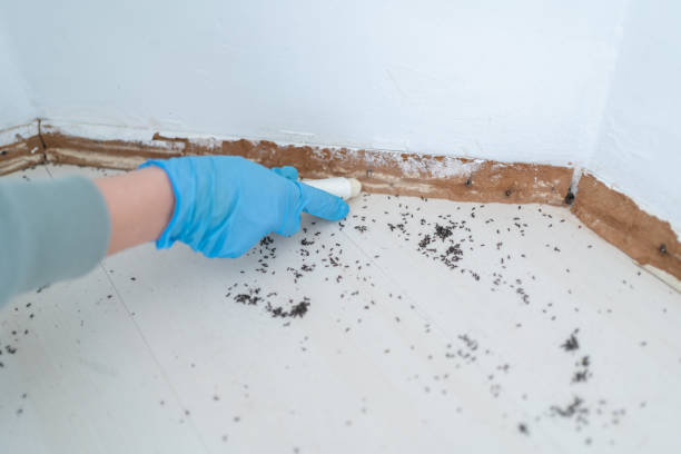 Best Pest Control Near Me in St Peter, MN